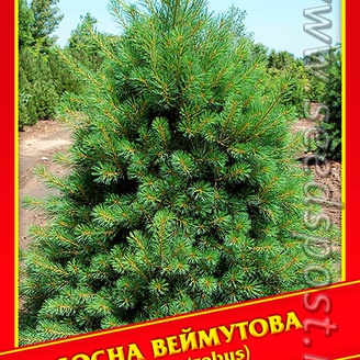 Сосна Веймутова, 5 шт.