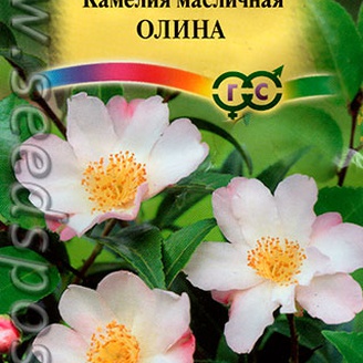 Камелия масличная Олина, 3 шт.