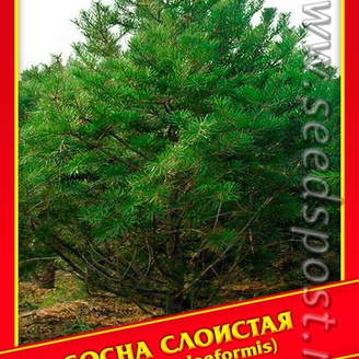 Сосна Слоистая, 5 шт.
