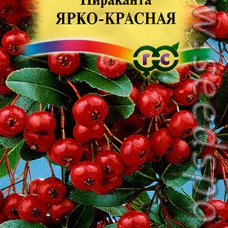 Пираканта Ярко-красная, 5 шт.
