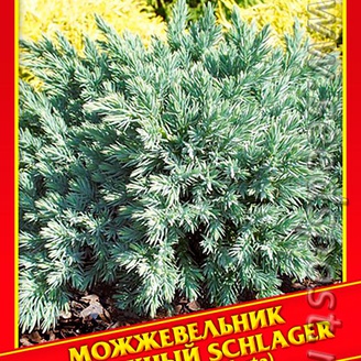Можжевельник Прибрежный «Schlager», 5 шт.