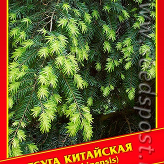 Тсуга Китайская, 10 шт.