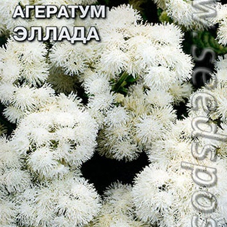 Агератум Эллада, 0,1 г