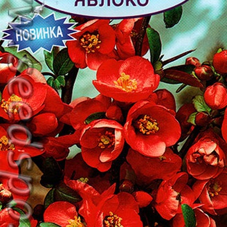 Айва японская Золотое яблоко, 10 шт.