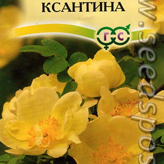 Шиповник желтый Ксантина, 0,1 г