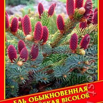 Ель Обыкновенная/Европейская «Bicolor», 10 шт.