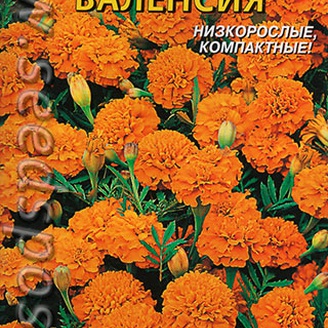 Бархатцы низкорослые Валенсия, 45 шт.