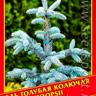 Ель Голубая/Колючая «Hoopsii», 10 шт.