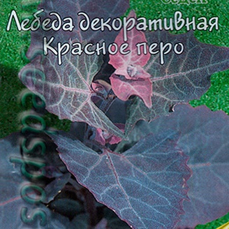 Лебеда декоративная Красное перо, 0,2 г