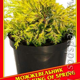 Можжевельник Средний «King of Spring», 5 шт.