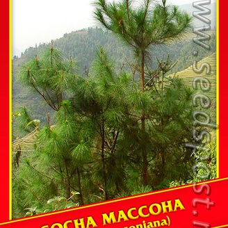 Сосна Массона, 5 шт.
