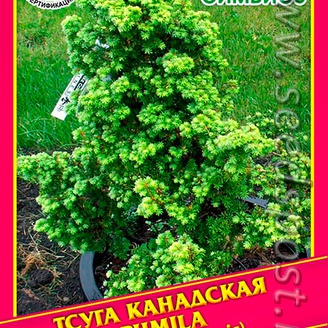 Тсуга Канадская «Pumila», 0,1 г  (≈ 20 шт.)