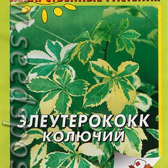 Элеутерококк Колючий, 5 шт. Аптека на грядке