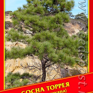 Сосна Торрея, 2 шт.
