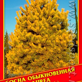 Сосна Обыкновенная «Aurea», 5 шт.