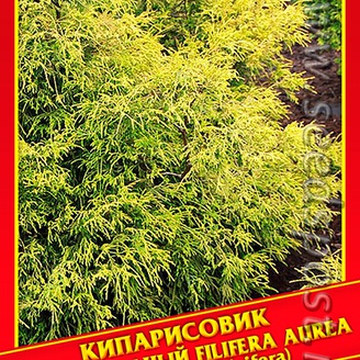 Кипарисовик Горохоплодный «Filifera Aurea», 0,2 г