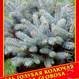 Ель Голубая/Колючая «Glauca Globosa», 10 шт.