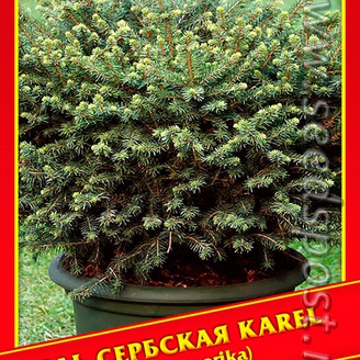 Ель Сербская «Karel», 10 шт.
