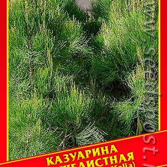 Казуарина Хвощелистная, 0,1 г