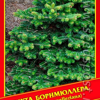 Пихта Борнмюллера, 3 шт.