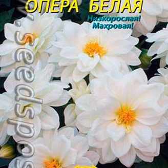 Георгина махровая Опера Белая, 11 шт.