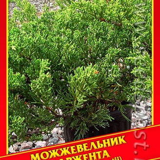 Можжевельник Саржента, 5 шт.