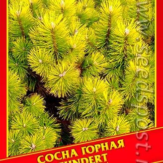 Сосна Горная «Zundert», 5 шт.
