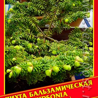 Пихта Бальзамическая «Hudsonia», 3 шт.