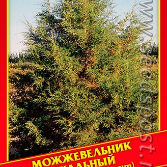 Можжевельник Скальный, 5 шт.