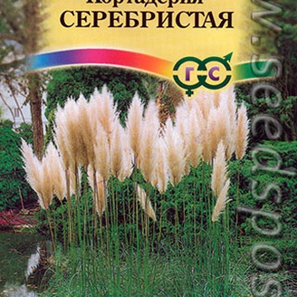 Кортадерия (Пампасная трава) Серебристая, 0,01 г