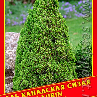 Ель Канадская/Сизая «Laurin», 10 шт.