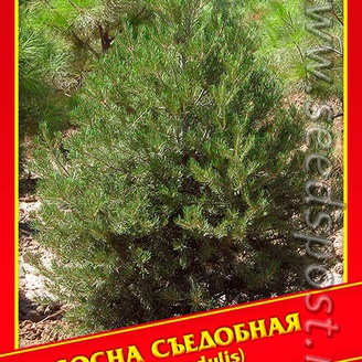 Сосна Съедобная, 3 шт.