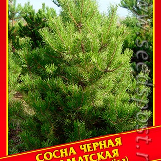 Сосна Черная Далматская, 5 шт.