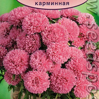 Астра горшечная Монпансье Карминная, 0,2 г