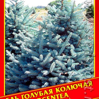 Ель Голубая/Колючая «Argentea», 10 шт. 