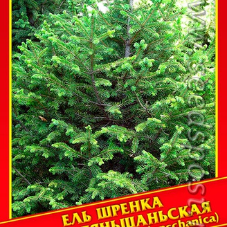 Ель Шренка Форма Тяньшаньская, 10 шт.