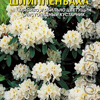 Рододендрон Шлиппенбаха, 0,02 г