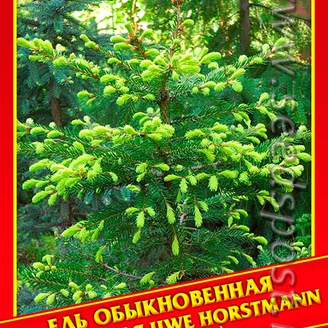 Ель Обыкновенная/Европейская «Uwe Horstmann», 10 шт.