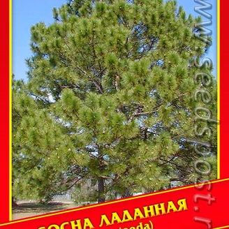 Сосна Ладанная, 3 шт.