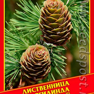 Лиственница Маргилинда, 10 шт.
