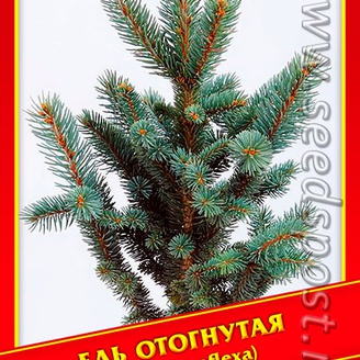 Ель Отогнутая, 10 шт.