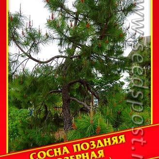 Сосна Поздняя/Озерная, 3 шт.