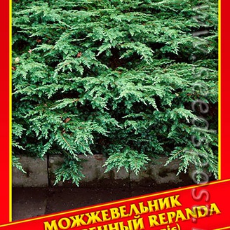 Можжевельник Обыкновенный «Repanda», 5 шт.