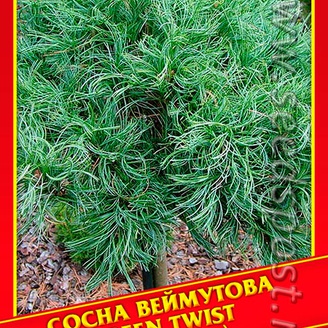 Сосна Веймутова «Green Twist», 4 шт.