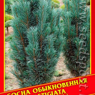 Сосна Обыкновенная «Fastigiata», 5 шт.