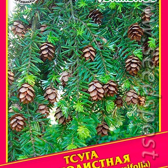 Тсуга Разнолистная, 0,05 г  (≈ 25 шт.)