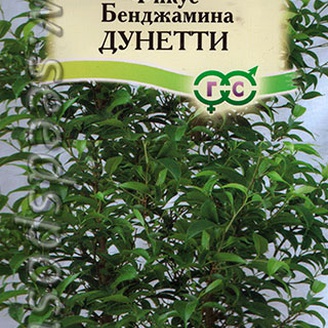 Фикус Бенджамина Дунетти, 0,01 г