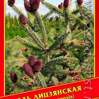 Ель Лицзянская, 10 шт.