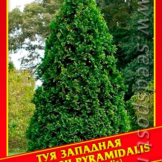 Туя Западная «Douglasii Pyramidalis», 0,3 г