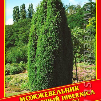 Можжевельник Обыкновенный «Hibernica», 5 шт.